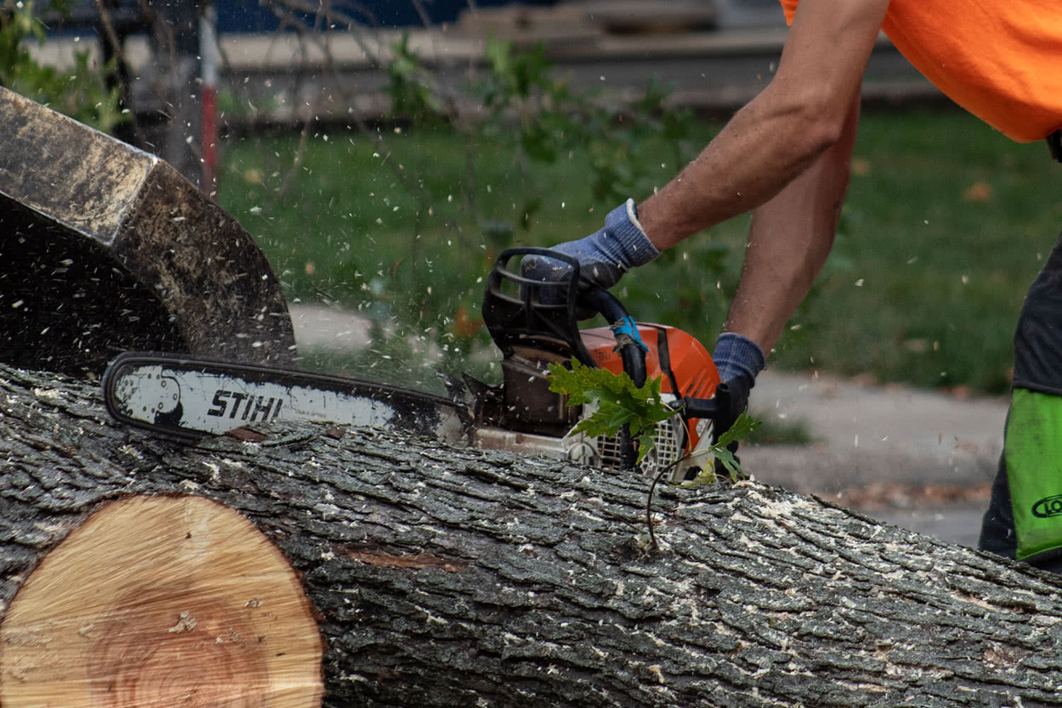 Bedwell Tree Service professional performing tree work